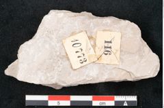 Foto (Detailansicht) von Dictyopteris brongniarti Gutb. (NHMW-GEO-2024-0188-10773)